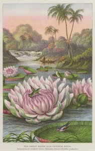 De grote waterlelie, Victoria Regia