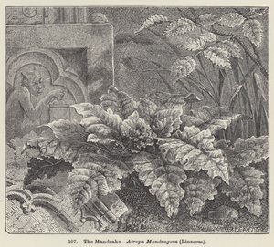 De Mandragora, Atropa Mandragora, Linnaeus door European School