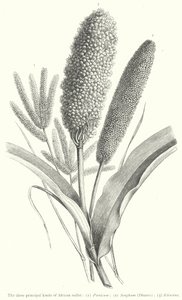 De drie belangrijkste soorten Afrikaanse gierst (gravure)