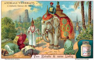 De witte olifant van Siam