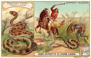Watermoccasin en ratelslang