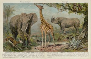 Wilde dieren door European School