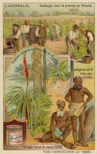 Wijnbouwers in Victoria, Aranda aboriginals en typische planten langs de oevers van de Murray rivier