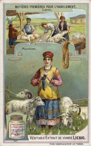 Wol: schaap