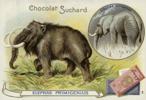 Wolharige mammoet en Afrikaanse olifant