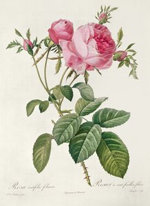 Thory, les Roses, Rosa Centifolia Foliaca door Eustache Hyacinthe Langlois