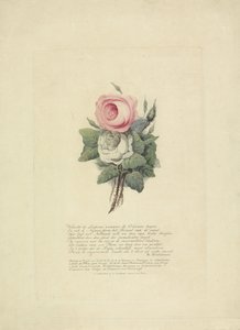 Rozen met de silhouetten van de Koninklijke familie, 1816 door Evert Maaskamp