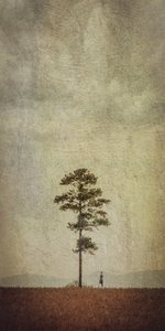 Veld met eenzame bomen door Evgenii Novichikhin