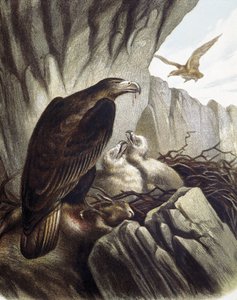 Adelaars met hun jongen. Gravure naar een tekening van F.Padro.