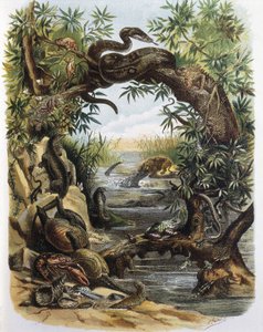 Reptielen en Schaaldieren. Gravure naar een tekening van F. Padro. door F. (after) Padro