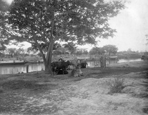 Vee, Alipore, India, 1905-1906