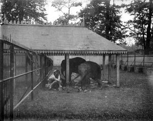 Olifanten, Alipore, India, 1905-1906