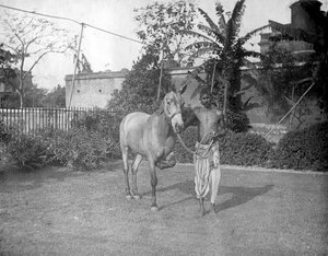 Man met een paard, Alipore, India, 1905-1906