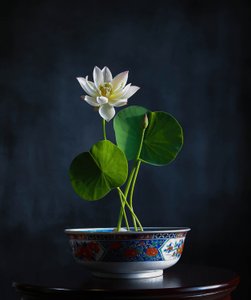 White Lotus Serenity door Fangping Zhou