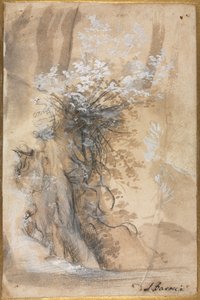 Bloeiende struik boven een geërodeerde oever door Federico Barocci