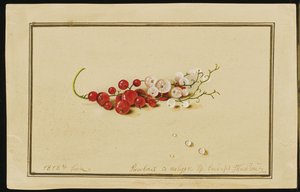 Rode en witte bessen, 1818