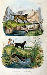 Alpine honden