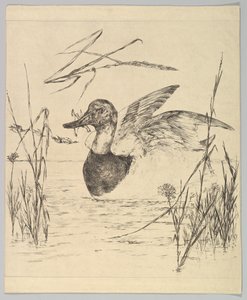Eend, 1850-1914