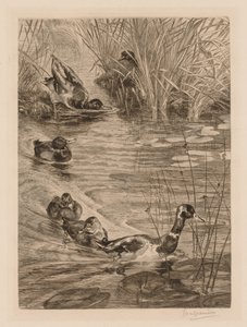 Eenden aan het spelen, ca. 1870 door Felix Bracquemond
