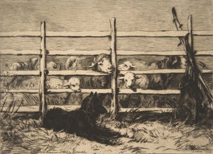 Geparkeerde Schapen, 1856 door Felix Bracquemond
