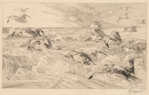 Meeuwen door Felix Bracquemond