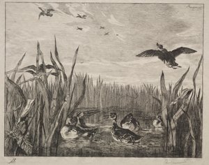 Tafeleend door Felix Bracquemond