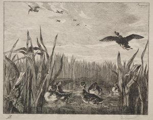 Tafeleend, 1853 door Felix Bracquemond