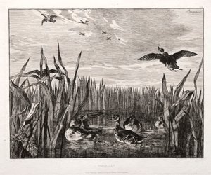 Tafeleenden door Felix Bracquemond