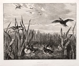 Teals, 1853 gedrukt 1864 door Felix Bracquemond