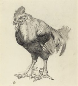 De oude haan