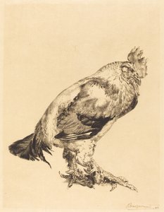 De oude haan door Felix Bracquemond