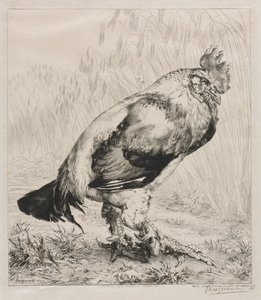 De oude haan