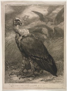 Gier, 1904 door Felix Bracquemond