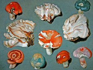 Studies van schimmels