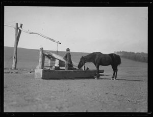 Paard bij waterput