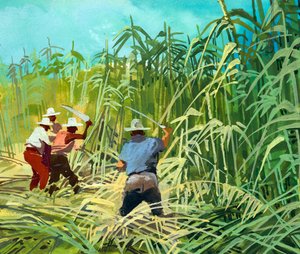 Suikerriet snijden in Argentinië