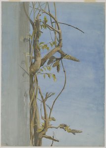 Blauweregen op een muur door Fidelia Bridges