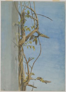 Blauweregen op een Muur door Fidelia Bridges