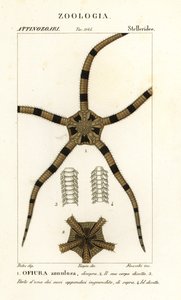 Brosse zeester, Ophiomastix annulosa, Ophiura annulosa door Finocchi Finocchi