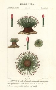 Middellandse Zee slangenlokanemoon, Anemonia sulcata