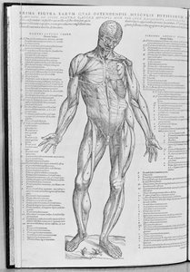 Anatomische studie, illustratie uit De Humani Corporis Fabrica Librorum Epitome door Andreas Vesalius (1514-64) gepubliceerd in Basel, 1543