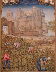 Fol.9v De maand september: De wijnoogst, uit Breviarium Grimani, ca. 1515