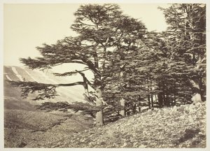 Ceders van Libanon, c. 1870. door Félix Bonfils