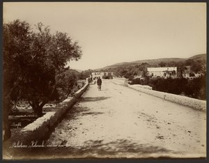 Palestina - Kolonick, Terebinthal