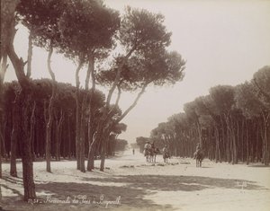 Promenade des Pins in Beiroet