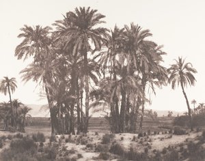 Karnak, groep dadelpalmen gezien vanaf punt A, 1851-52, gedrukt 1853-54 door Félix Teynard