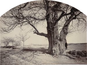 Grote Kastanjeboom aan de Kant van een Weg, ca. 1875-1880