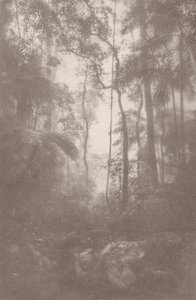 Mistige jungle 1