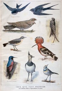 Vogels die beschermd zijn en nuttig in de landbouw, 1897