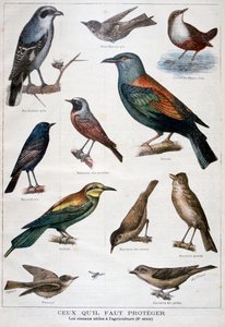 Vogels die beschermd zijn en nuttig in de landbouw, 1897